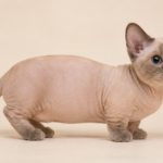Minskin Cat Breed