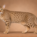 Ocicat Cat Breed
