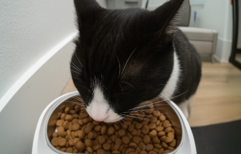 Tuxedo cat eating kibble from a PETLIBRO automatic feeder, captured through built-in camera feed