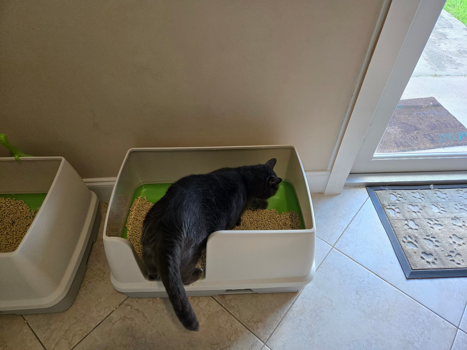 BigBoy, a 17-pound cat, digging inside the Breeze XL litter box, showing how the high sides contain pellets and mess.