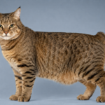 Pixie-Bob Cat Breed