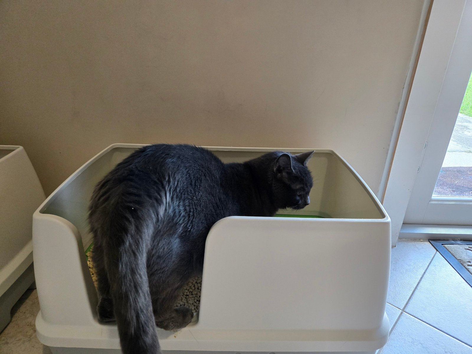 Large 17-pound cat comfortably using the Breeze XL litter box, showing its roomy size