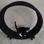 Black and white cat walking on a large indoor cat exercise wheel
