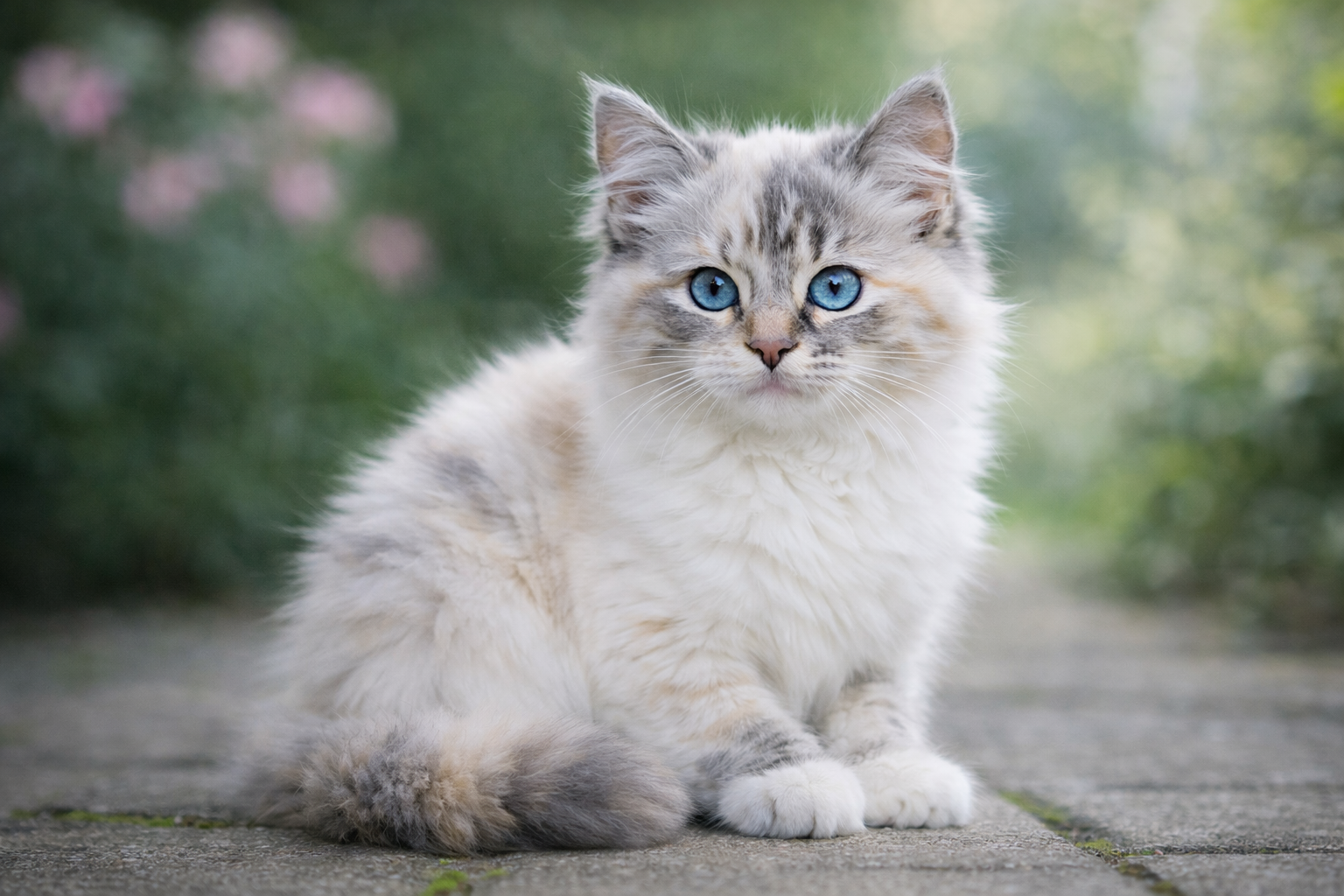Blue cream lynx point Ragdoll cat