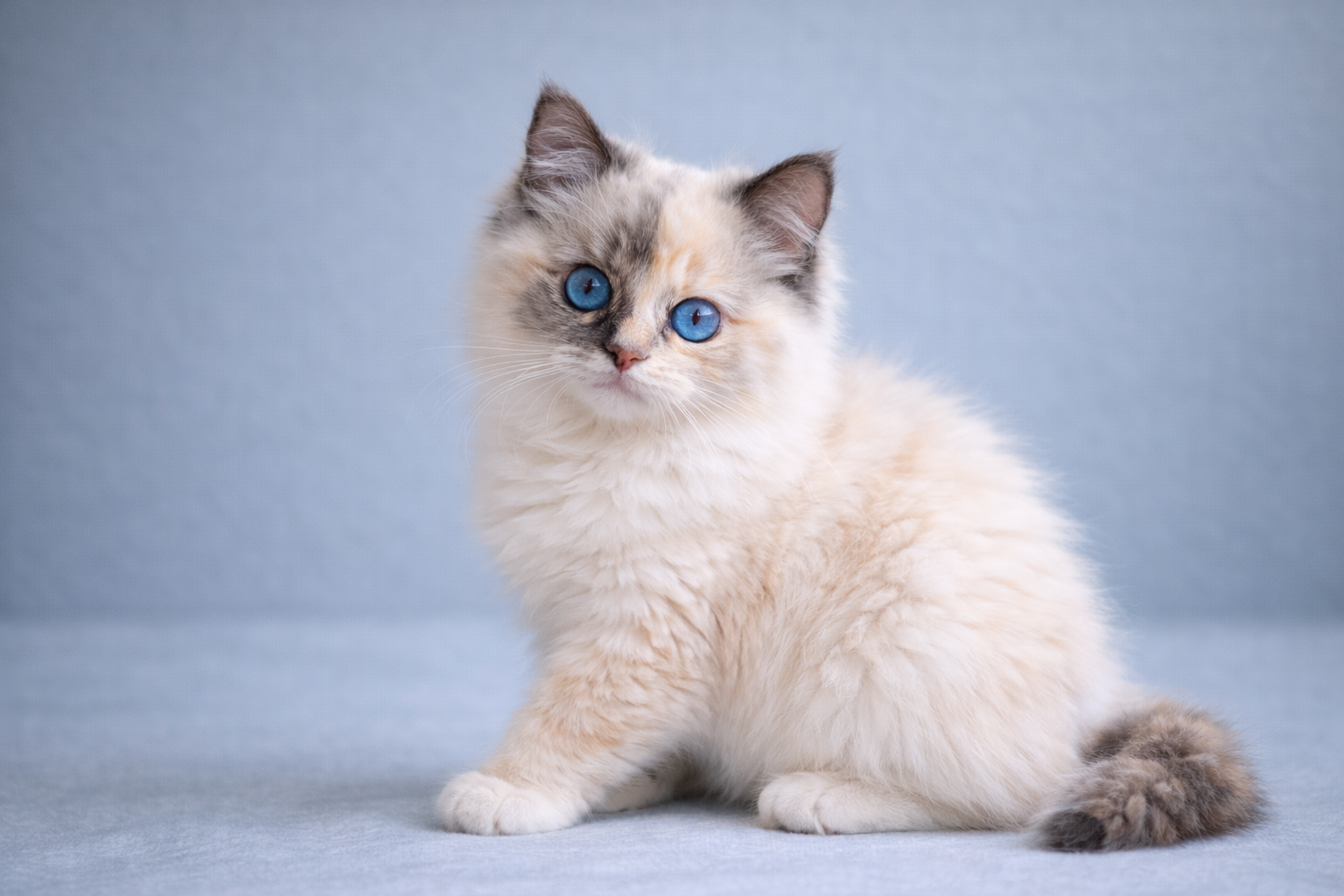 Blue cream point Ragdoll cat