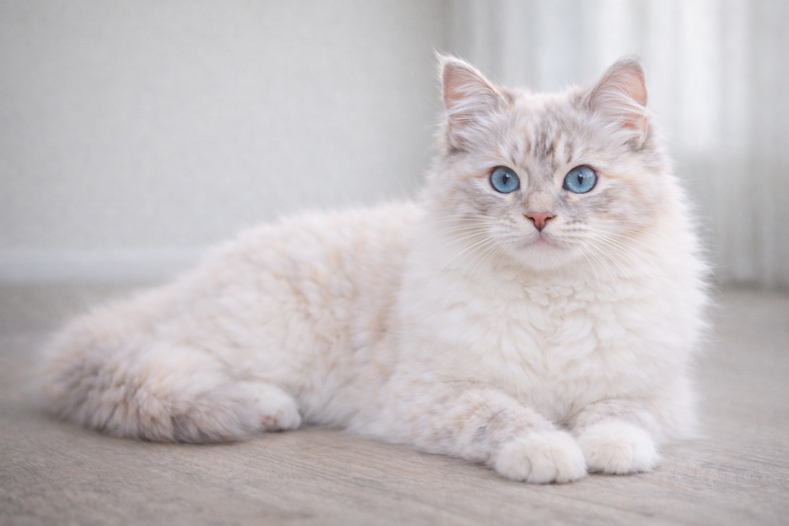 Lilac cream lynx point Ragdoll cat