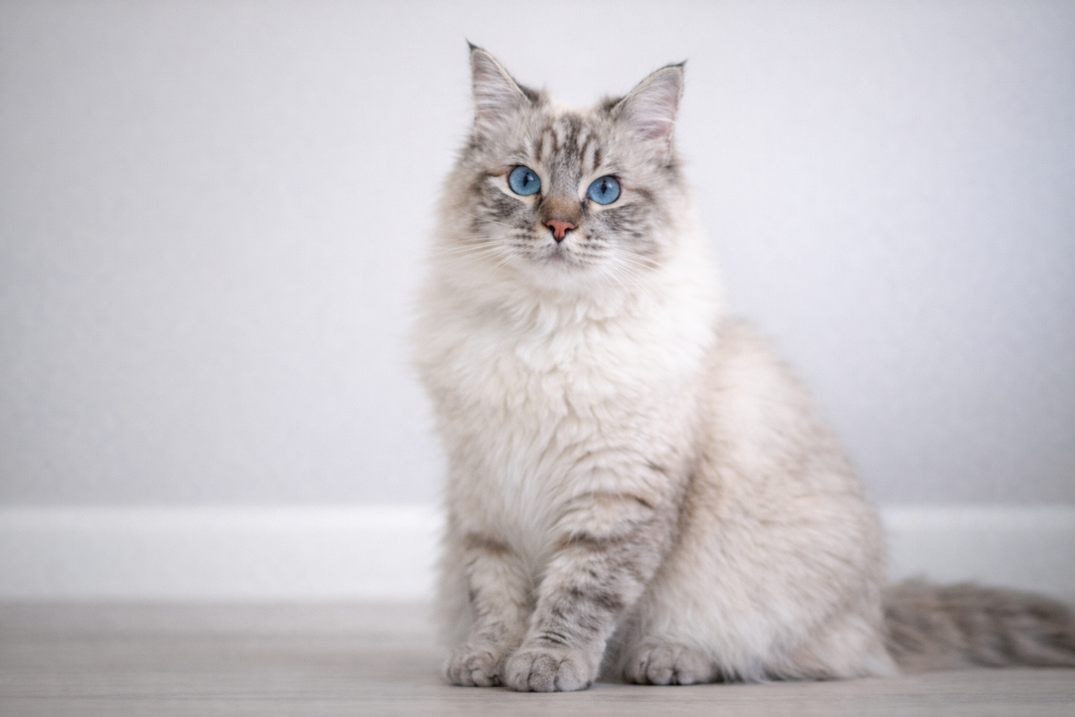 Lilac lynx point Ragdoll cat