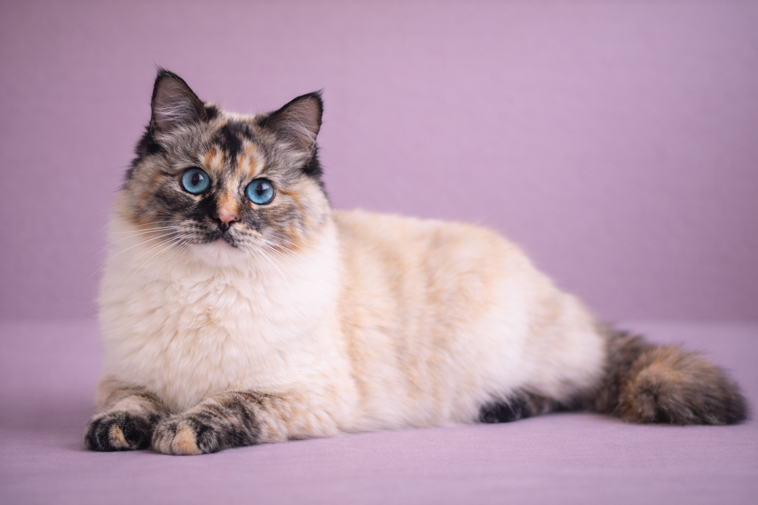 Seal tortie point Ragdoll cat