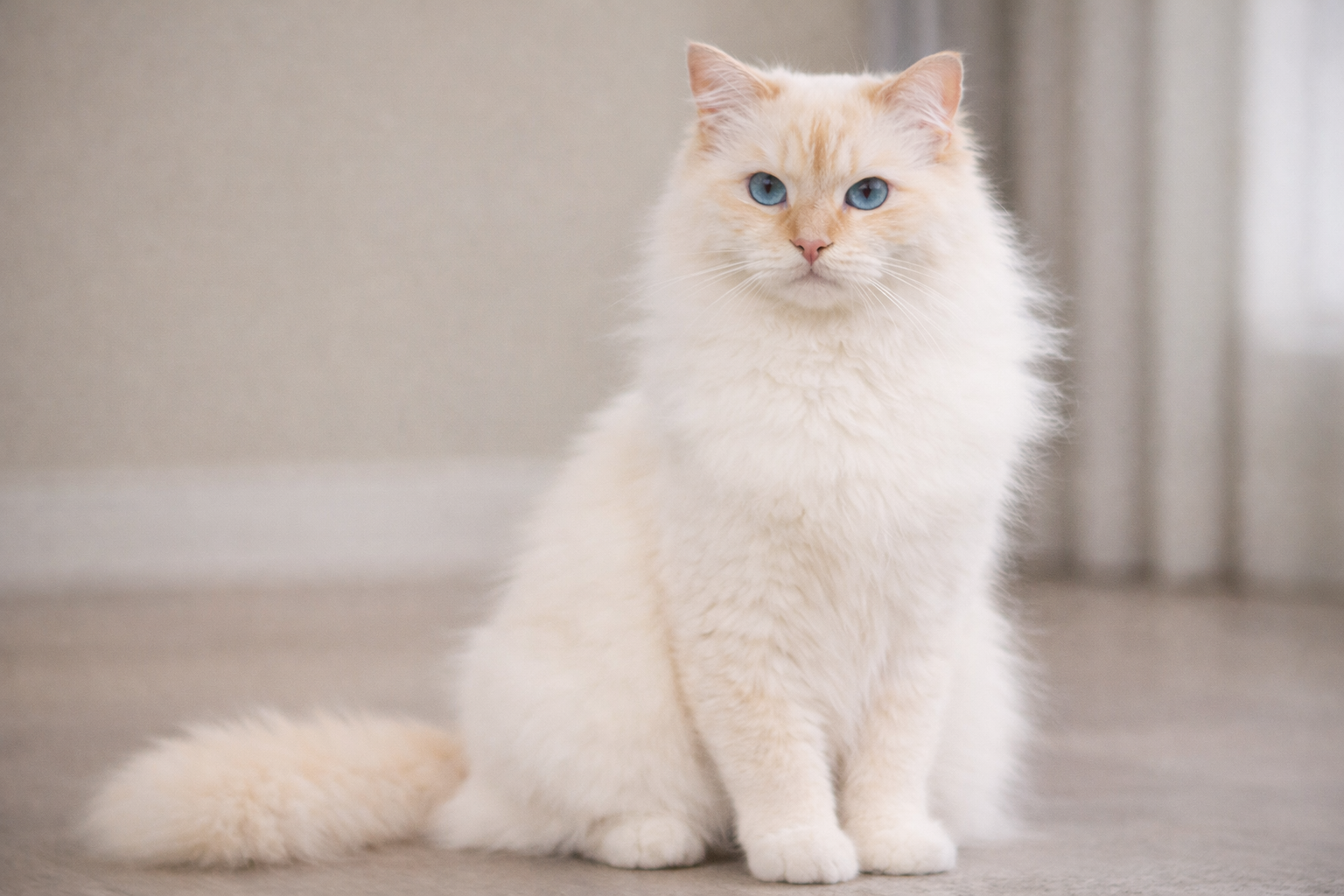 Cream point Ragdoll cat