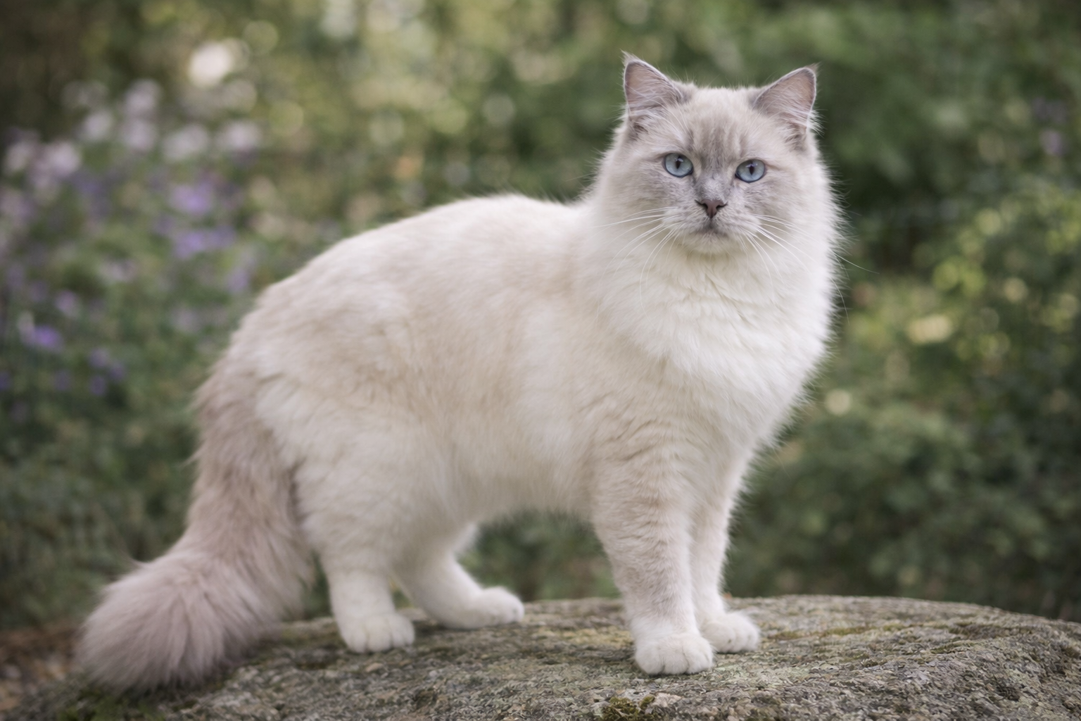 Ragdoll Cat Colors Patterns 24 Most Common Types Explained Ragdoll Cat Colors Patterns 24 Most Common Types Explained