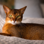 Ruddy Abyssinian cat resting on a soft blanket with alert green eyes and a sleek ticked coat