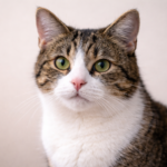 Cat Coughing but No Hairball