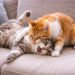 How to Tell If Cats Are Playing or Fighting