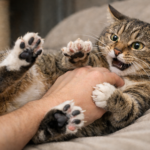 Are Cats Ticklish?