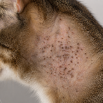 Miliary Dermatitis in Cats