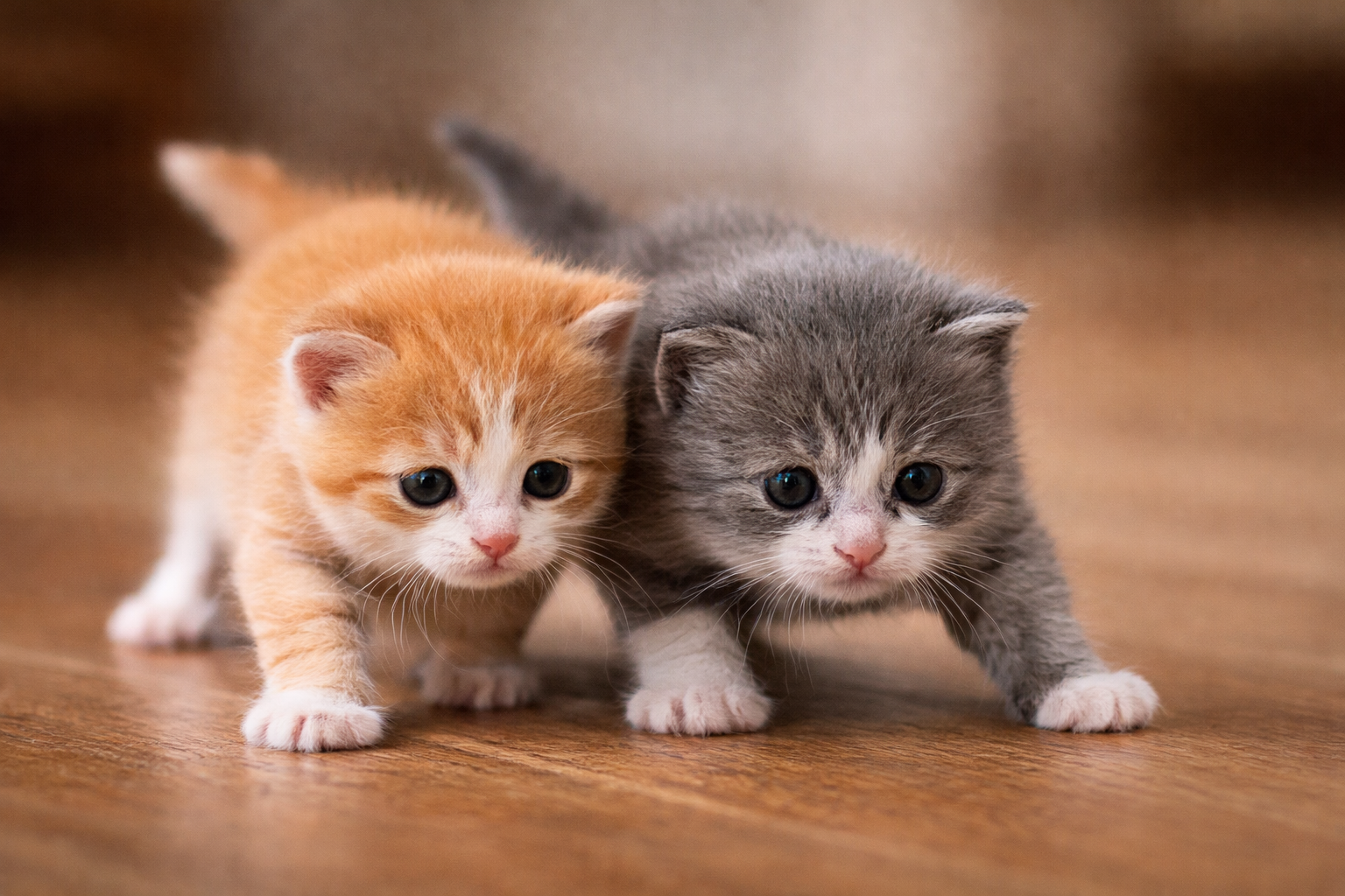 Two small kittens, one orange and one gray, taking wobbly first steps on a hardwood floor.