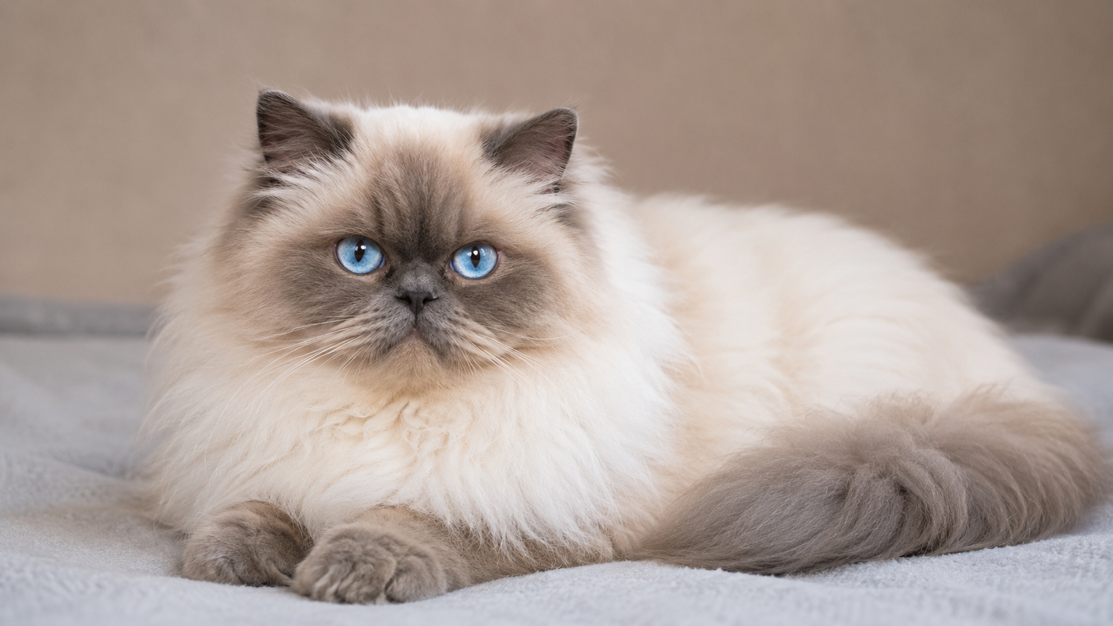 Seal point Himalayan cat with bright blue eyes resting on a soft gray blanket indoors