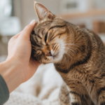 Why Do Cats Headbutt You?