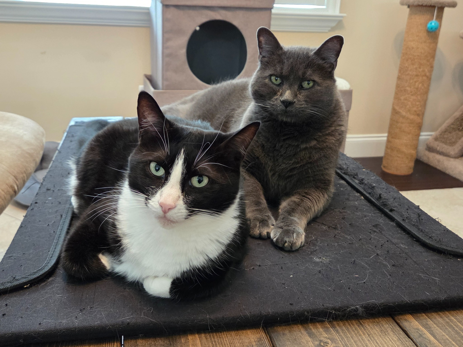 Snickers and Bigboy, Debbie's two rescue cats, sitting together at home