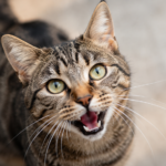 Do Cats cry?