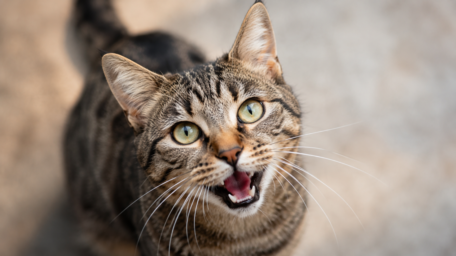 Tabby cat looking up with its mouth open mid-meow, bright green eyes, and sharp whiskers