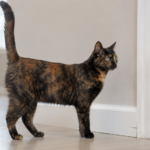 Do Female Cats Spray?