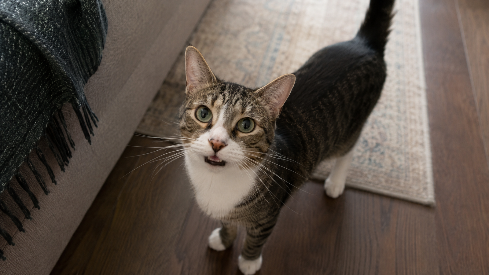 Tabby-and-white cat looking up with its mouth slightly open, ears forward, and tail raised beside a couch in a home.