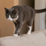 Why Do Cats Have Tails?