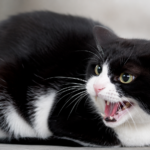 Why Do Cats Hiss?