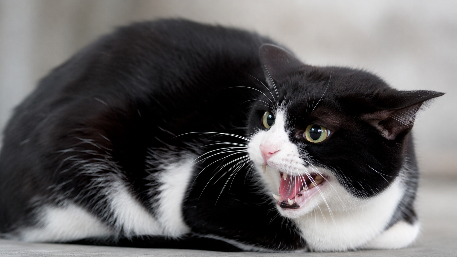 Black-and-white cat crouching low and hissing with ears pinned back.