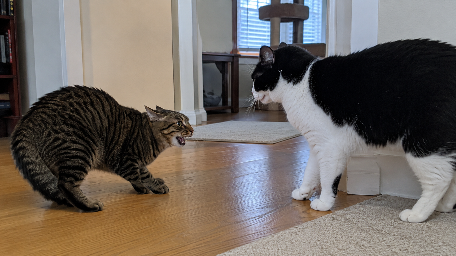 Two cats facing off indoors, with one tabby crouched low and hissing while a black-and-white cat stands alert in a doorway.