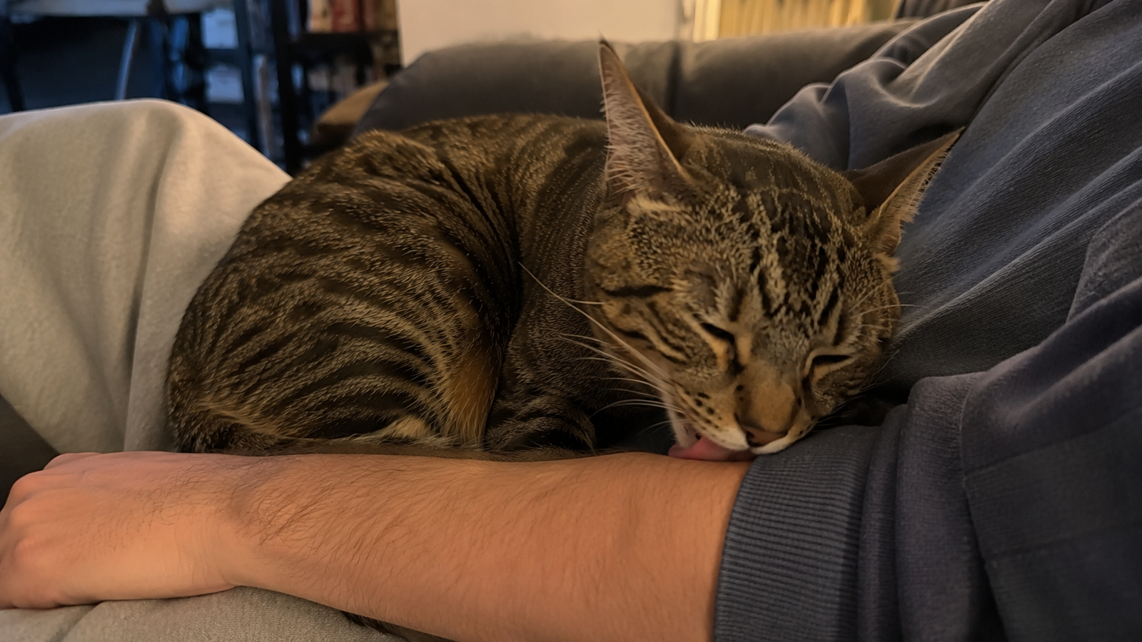 Tabby cat curled in its owner's lap licking their bare forearm on a couch