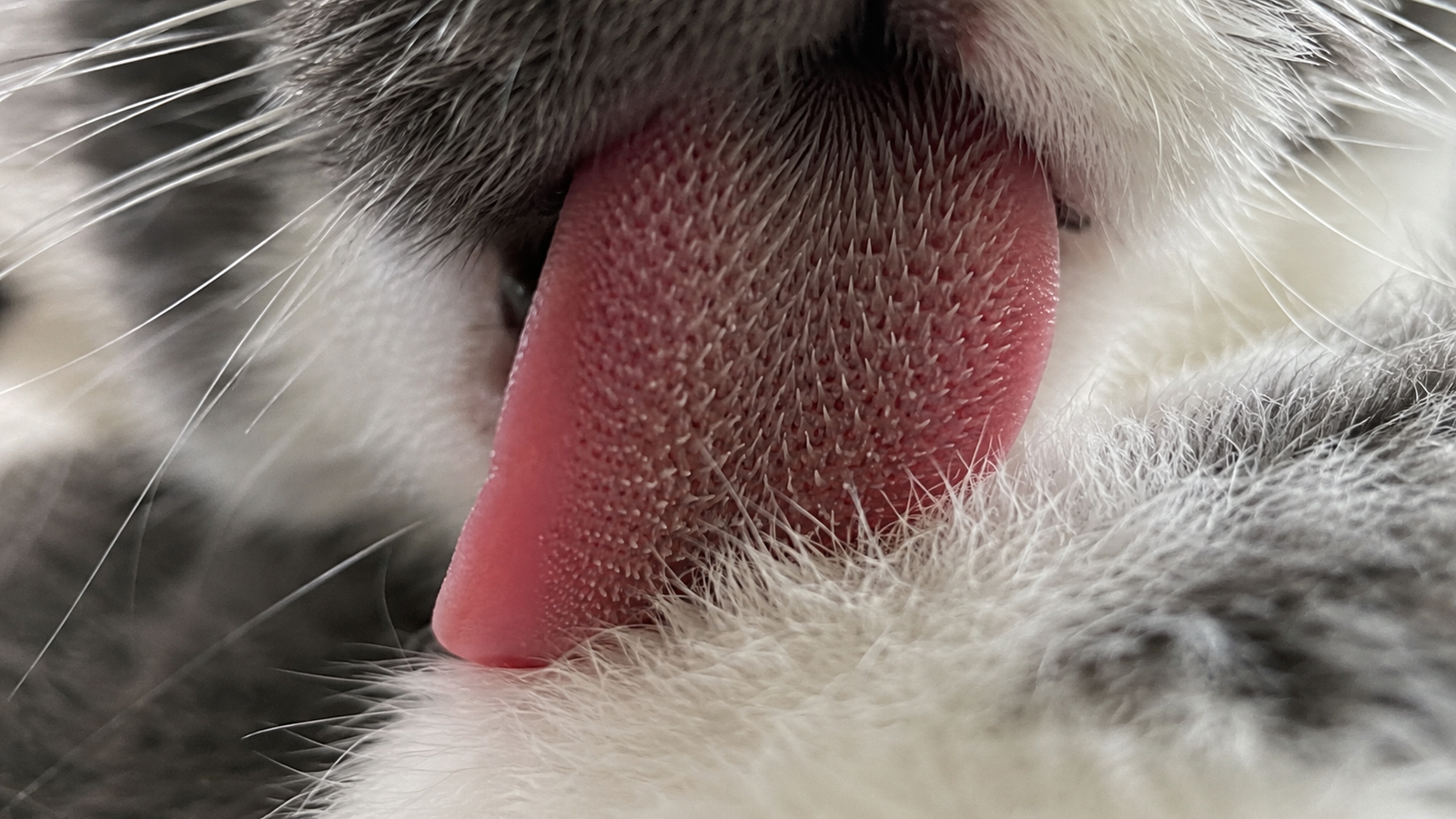 Extreme close-up of a gray-and-white cat's pink tongue mid-lick showing its rough texture
