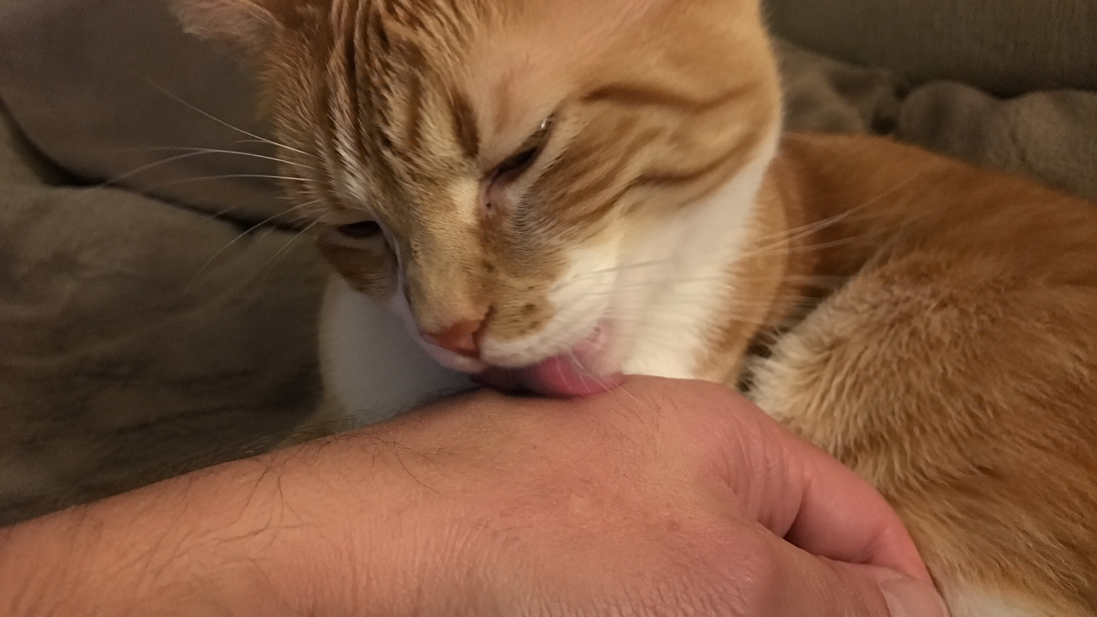 Orange-and-white cat licking its owner's hand while resting on a couch