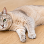 Cat Has Diarrhea But Seems Fine
