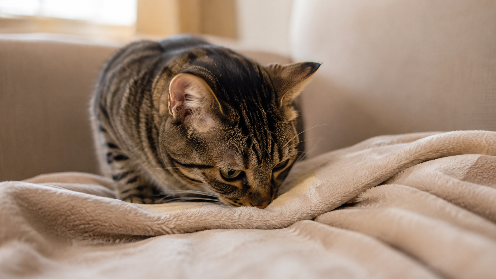 Tabby cat sniffing a blanket during the scent swapping stage of a cat introduction