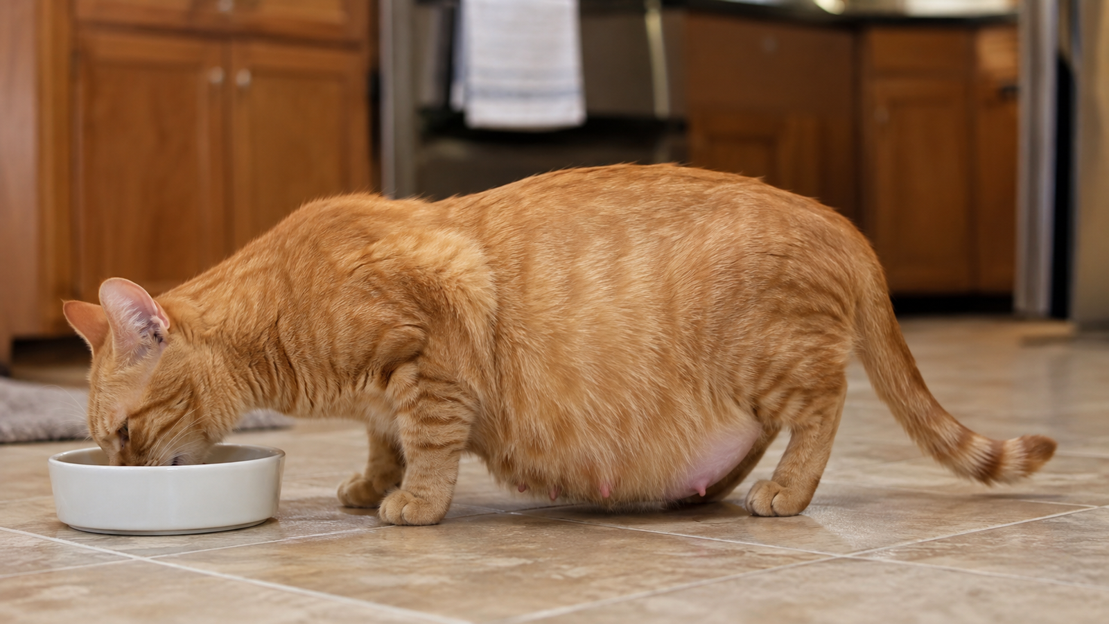 Pregnant orange cat eating from a white food bowl in a kitchen