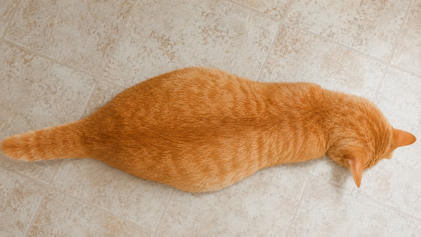 Overhead view of a pregnant orange cat showing a pear-shaped abdomen