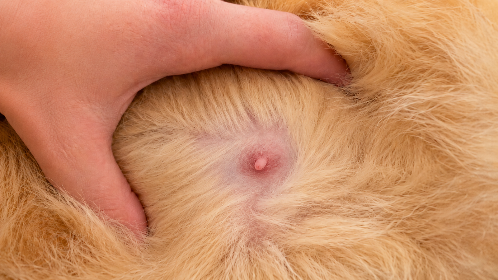 Pink enlarged nipple on a pregnant cat at around three weeks