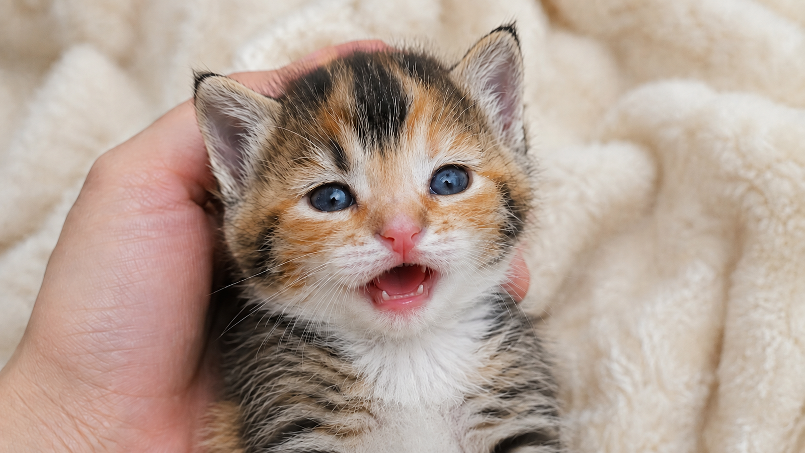 Close-up of a young calico kitten with blue eyes and an open mouth showing tiny baby incisors while being gently held in a hand.