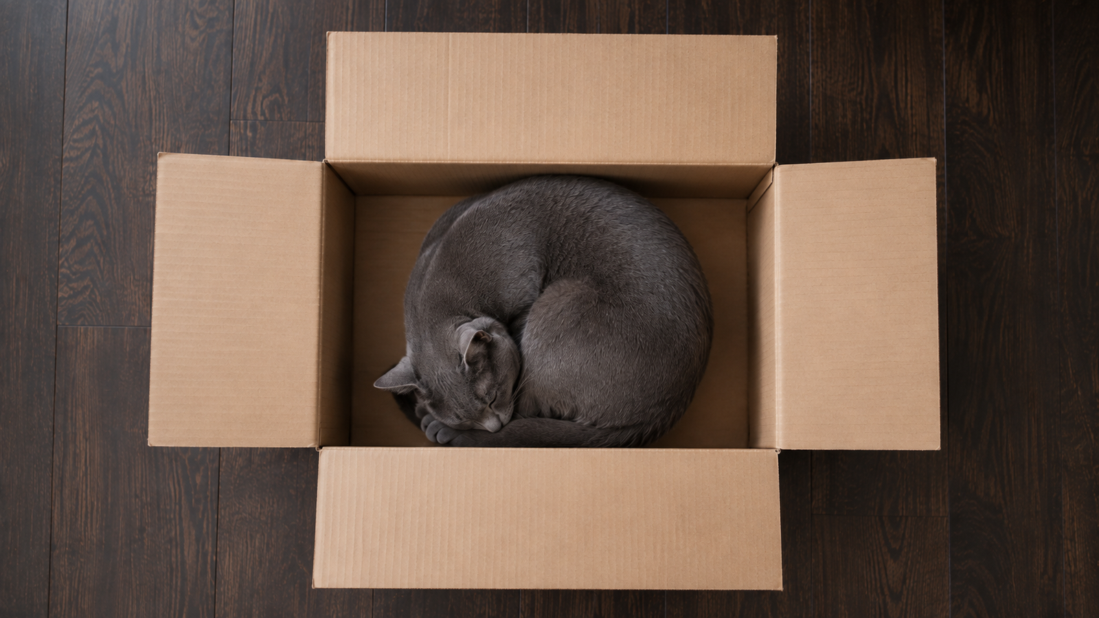 Overhead view of a gray cat curled up asleep inside an open brown cardboard box on a dark hardwood floor.