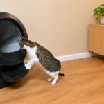 Best Litter for Litter-Robot 4