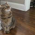 Do Cats Know Their Names (and Nicknames)?