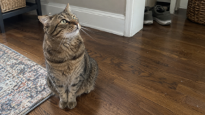 Brown tabby cat sitting on a hardwood floor and looking up toward a sound.