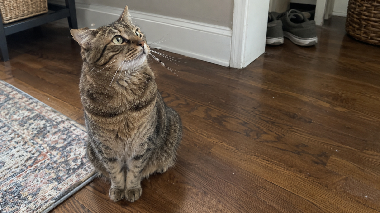 Brown tabby cat sitting on a hardwood floor and looking up toward a sound.