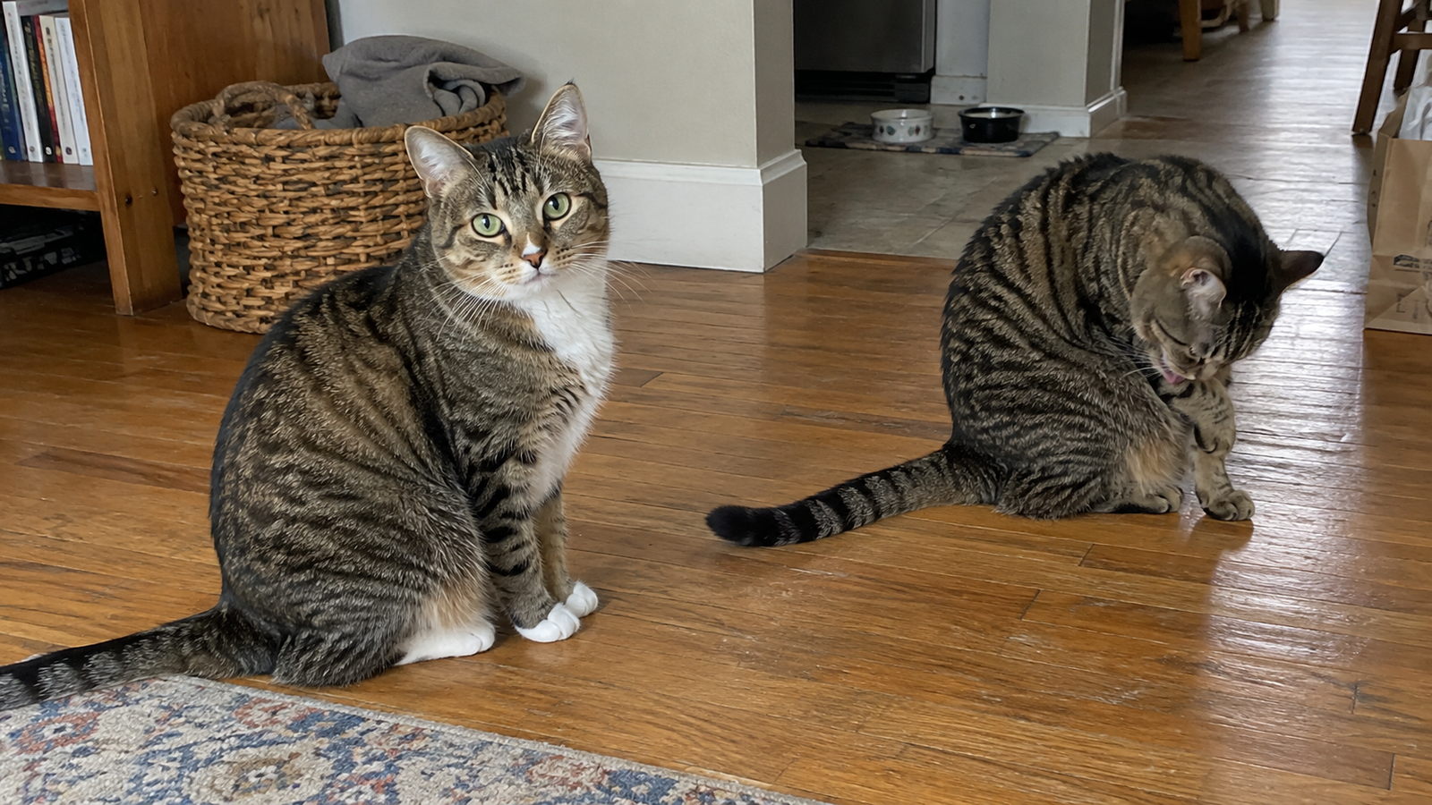 Two tabby cats sitting on a hardwood floor, with one looking toward the camera while the other grooms itself.
