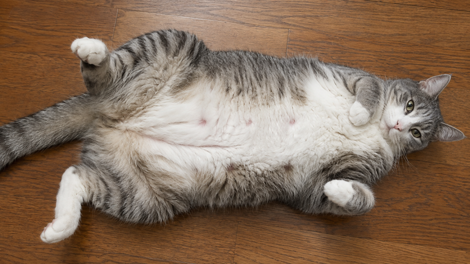 Male cat lying on his back with nipples visible along his belly