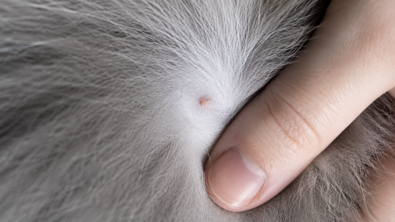 Male cat nipple visible beneath parted belly fur