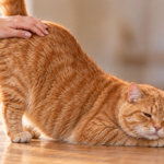 Why Do Cats Like Butt Pats?