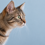 Why Does My Cat Stare at the Wall?